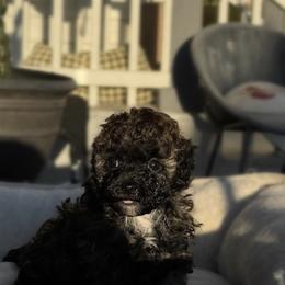 Poodle Puppies from AVCpoodles