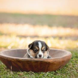 Green collar - Toast - Black and tan male Pembroke Welsh Corgi puppy in Waverly Hall, Georgia from 6g Ranch Corgis
