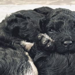 Bernedoodles from Aspen Canyon Doodles