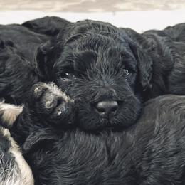 Bernedoodles from Aspen Canyon Doodles