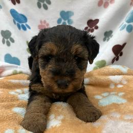 Harvey - Black and tan male Welsh Terrier puppy in West Plains, Missouri from Sycamore Ridge Puppies