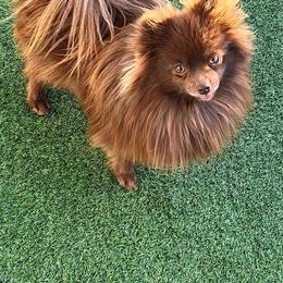 Recee - Pomeranian