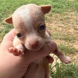 Girl 1 - Red and white female Chihuahua puppy in Sherwood, Arkansas from Bartelt Breeders