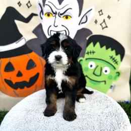 Pumpkin - Tri-color female Bernedoodle puppy in Bountiful, Utah from EasyBreezyDoodles