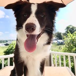 Border Collie Puppies from Lil Maine Border Collies