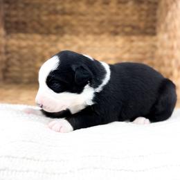 Bucky - Black tri-color male Australian Shepherd puppy in Unionville, Iowa from Soap Creek Kennels