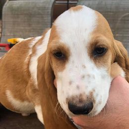 Basset Hounds from Manning’s Basset Hounds