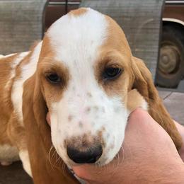 Basset Hounds from Manning’s Basset Hounds
