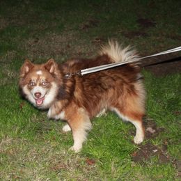 Winston - Pomsky puppy from Highpoint Pomskies