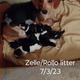 Dachshund Puppies from Lickin'bach Miniature Dachshunds
