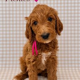 Pickles - Apricot female Goldendoodle puppy in La Porte, Texas from B+C Doodles