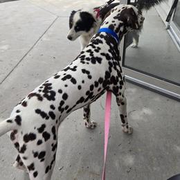 Lucky - Dalmatian