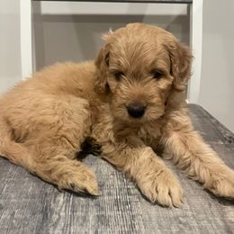 Male 1 - Apricot male Goldendoodle puppy in West Warwick, Rhode Island from Lil Rhody’s Goldendoodles