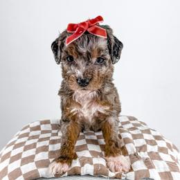 Mittens - Merle female Goldendoodle puppy in Jamestown, Kentucky from Milk & Honey Doodles