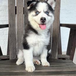 Peach - Black and white female Pomsky puppy in Henderson, Kentucky from Paris Pomskies