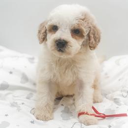 Versace - Parti male Goldendoodle puppy in Belton, South Carolina from Poodley Doodley Doo