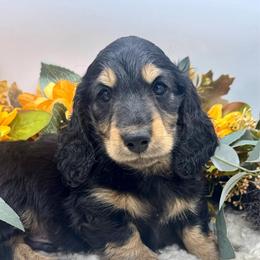 Flick - Black and cream male Dachshund puppy in Exeter, California from Sawtooth Miniature Dachshunds