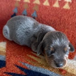 Piper - Gray (blue) and tan female Dachshund puppy in Okeechobee, Florida from HotShot Kennels