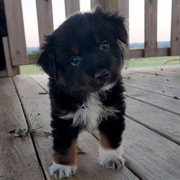 Grizzly - Black tri male Toy Australian Shepherd puppy in Mc Alester, Oklahoma from Angel's Aussies