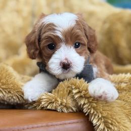 LR- Blue Boy - Red  male Goldendoodle puppy in Lewisville, Texas from Texas Goldendoodle Lovers