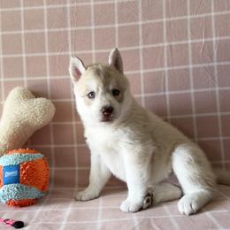 Shorty is her (nickname) - Red and white female Siberian Husky puppy in Fairborn, Ohio from Haven of Free Spirits
