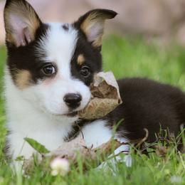 Leah - Black and tan female Pembroke Welsh Corgi puppy in South Otselic, New York from Ridge Top Corgis