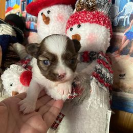 Valentina - Chocolate and white female Chihuahua puppy in Red Bluff, California from Aye Chihuahua