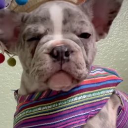Boston Terriers and Companion Crosses from Blue Elite Boston Terriers