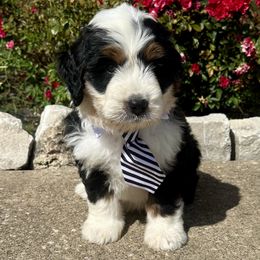 Bolt - Tri-color male Bernedoodle puppy in Royse City, Texas from Platinum Bernedoodles of Texas