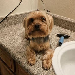 Misty - Yorkshire Terrier