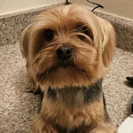 Misty - Yorkshire Terrier