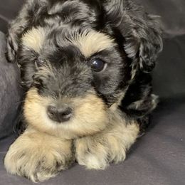 Miniature Schnauzer Puppies from Tamed by Emmy (Emariella’s Miniature Schnauzers)