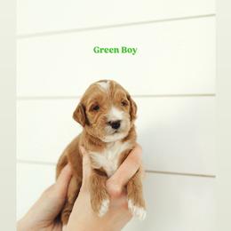 Black Boy - Red  male Goldendoodle puppy in Rio Linda, California from GoldendoodlePaw