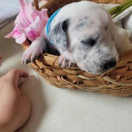 Lolipop - White and black female Dalmatian puppy in Grant, Michigan from Savannah Woltanski