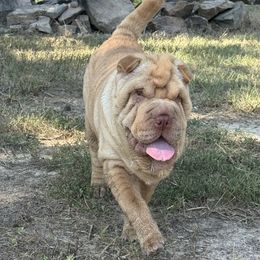 Chinese Shar-Pei, Cocker Spaniel, and Companion Cross Puppies from Mini Hippo Land