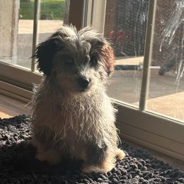 Cassidy - Corgipoo