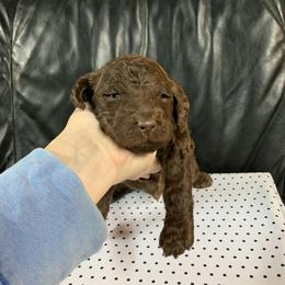 Goldendoodle Puppies from Surrey Lane Doodles