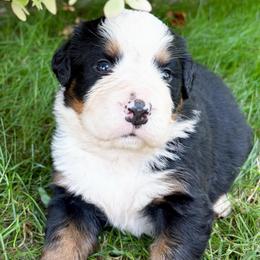Light blue collar - Black rust and white male Bernese Mountain Dog puppy in Sugarcreek, Ohio from Angel Valley Berners