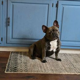 Peanut - French Bulldog