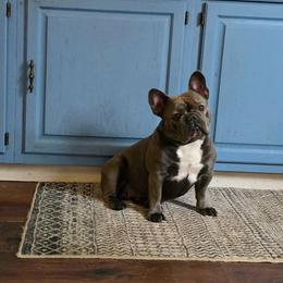 Peanut - French Bulldog