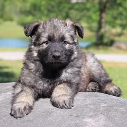 Second pick boy - Sable male German Shepherd puppy in Elkmont, Alabama from Oakmont Shepherds