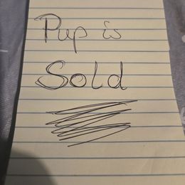 Mrs Purple - Chocolate and tan female Yorkshire Terrier puppy in Dover, Delaware from Lewis Precious Paws