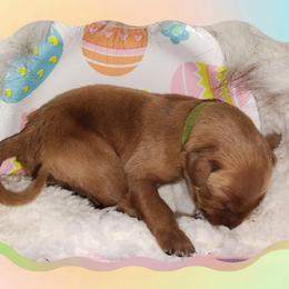 Light Green - Dark golden male Golden Retriever puppy in Davisboro, Georgia from Ginger Snap Golden Retrievers