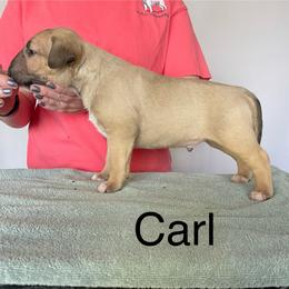 Carl - Fawn male Bull Terrier puppy in Spokane Valley, Washington from Whitney Johnson