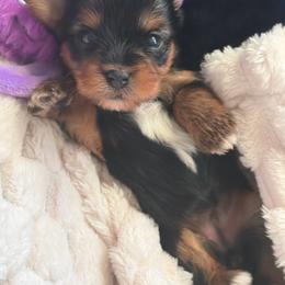 Nadja - Black and tan female Yorkshire Terrier puppy in Coeur D Alene, Idaho from Cozy Coeur Yorkies