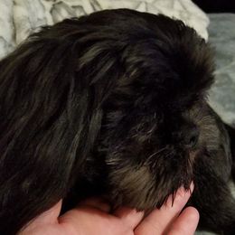 Shih Tzus from Ohh shih tzu