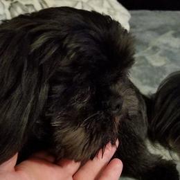Shih Tzus from Ohh shih tzu
