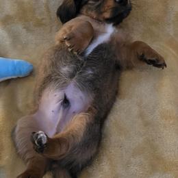 Boy 1 - Chocolate male Dachshund puppy in Hattiesburg, Mississippi from Precious Doxies