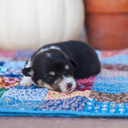 Cinnamon - Black and tan female Pembroke Welsh Corgi puppy in Bedford, Indiana from Sunny Acres Corgis