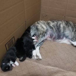Pomsky Puppies from S and S Pomskies